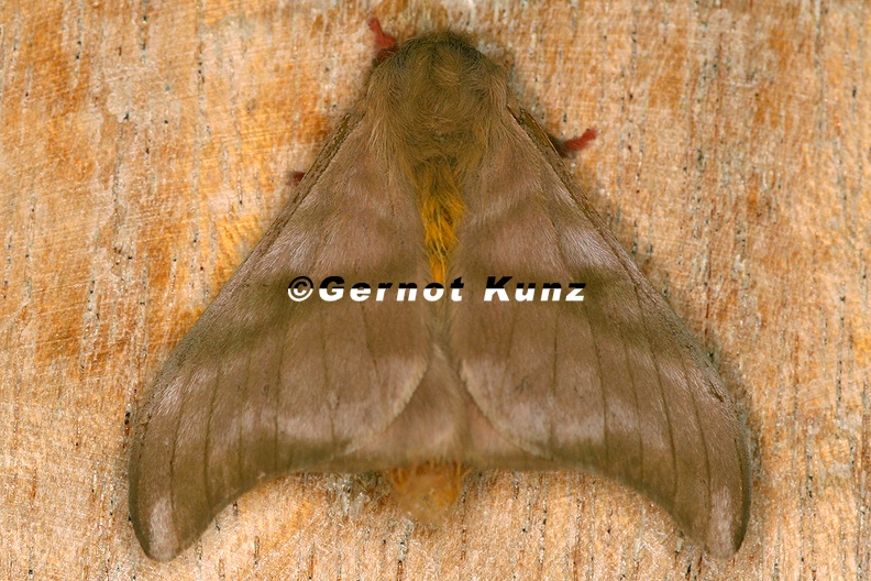 Hylesia continua 3 2 - Hylesia_continua_3_2.jpg Hylesia_continua_3_2.jpg