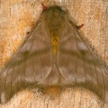 Hylesia continua 3 2