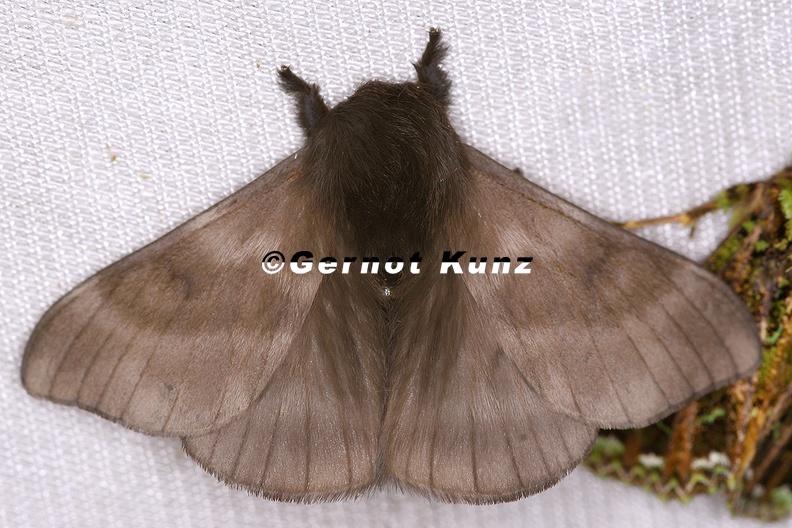 Hylesia sp M2 2 - Hylesia_sp__M2_2.jpg Hylesia_sp__M2_2.jpg