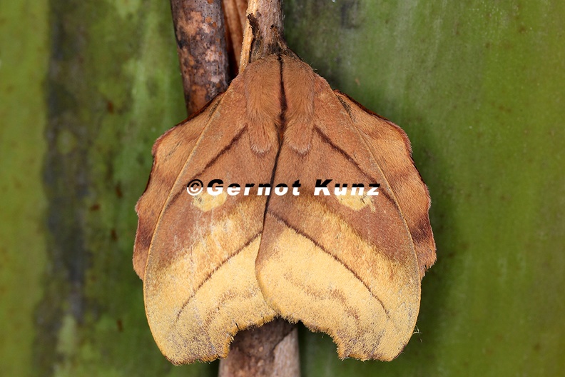 Hyperchiria nausica 6 2 - Hyperchiria_nausica_6_2.jpg Hyperchiria_nausica_6_2.jpg