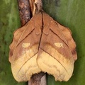 Hyperchiria nausica 6 2