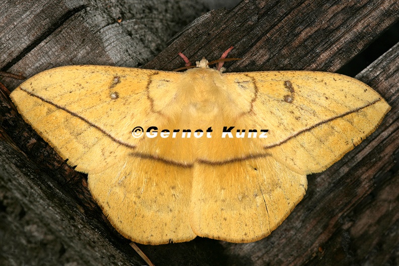 Lonomia electra M1 2 - Lonomia_electra_M1_2.jpg Lonomia_electra_M1_2.jpg