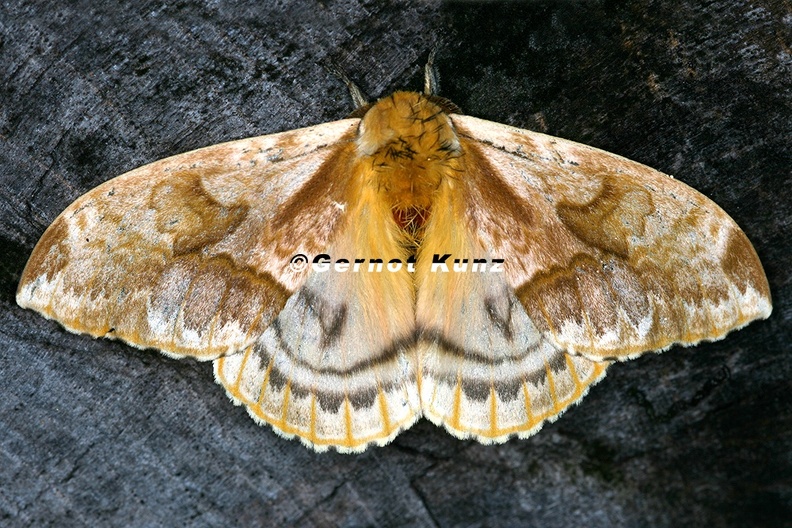 Molippa_nibasa_M1_2.jpg
