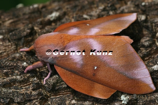 Othorene intermedia M1