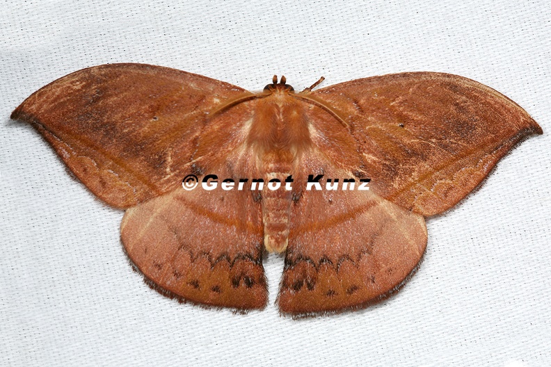 Oxytenis albilunulata 72 2