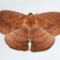 Oxytenis albilunulata 72 2