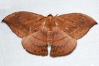Oxytenis albilunulata 72 2