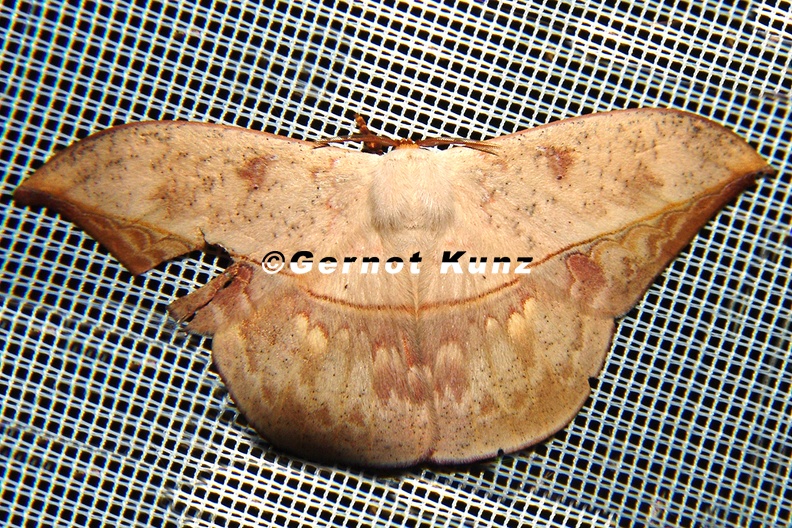 Oxytenis modooccidentalis 1