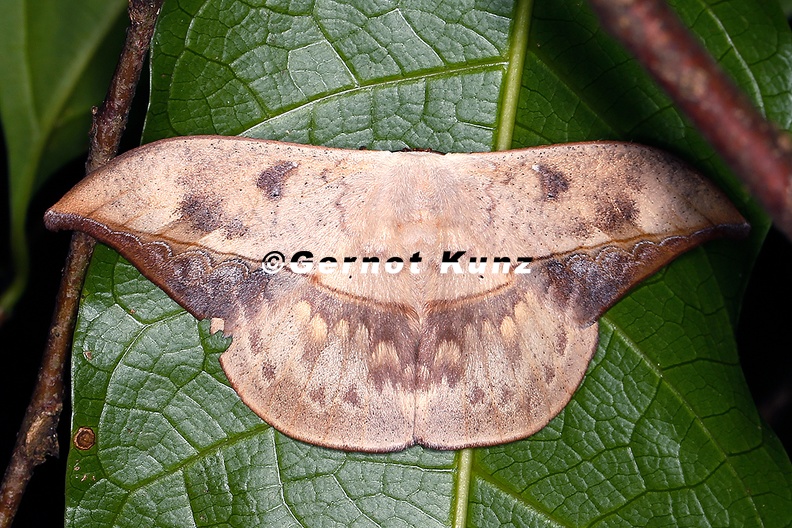 Oxytenis modooccidentalis or modestia 16 2