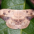 Oxytenis modooccidentalis or modestia 16 2