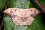 Oxytenis modooccidentalis or modestia 16 2