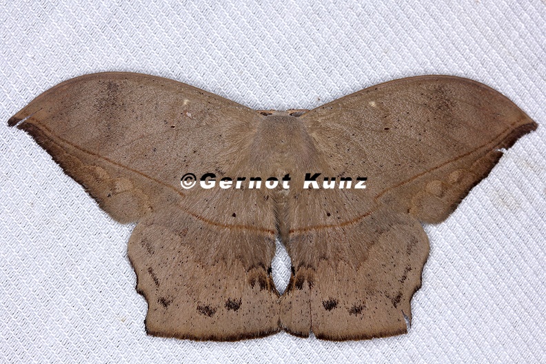 Oxytenis sp  4 2