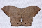 Oxytenis sp  4 2