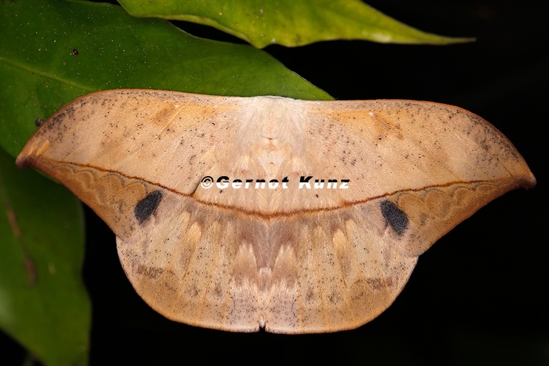 Oxytenis sp  8 2