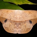 Oxytenis sp  8 2