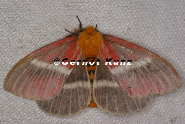 Pseudodirphia menander M1 1
