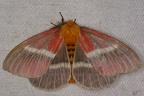 Pseudodirphia menander M1 1