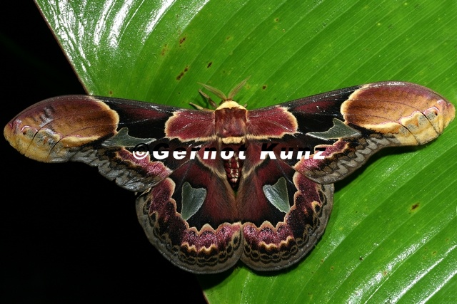 Rothschildia erycina nigrescens M1 - Rothschildia_erycina_nigrescens_M1.jpg Rothschildia_erycina_nigrescens_M1.jpg