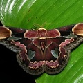 Rothschildia erycina nigrescens M1