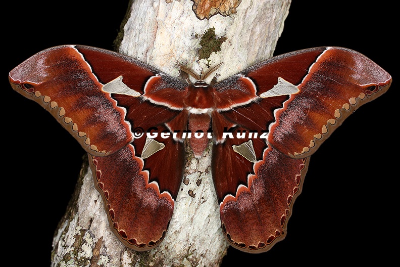 Rothschildia_triloba_1_2.jpg