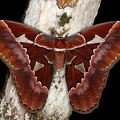 Rothschildia triloba 1 2