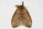 Saturniidae indet  14 2