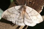 Saturniidae indet  15 2