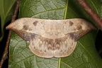 Saturniidae indet  16 2