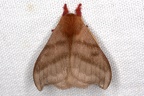 Saturniidae indet  2 2