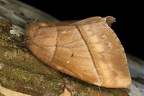 Saturniidae indet  7 2