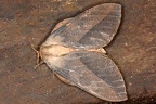 Syssphinx colla 17 2