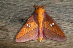 Syssphinx quadrilineata 1 2