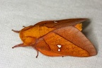Syssphinx quadrilineata M2 2