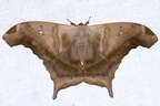 Titaea tamerlan nobilis 4 2