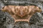 Titaea tamerlan nobilis M5 2
