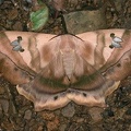 Titaea tamerlan nobilis W1