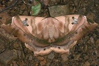 Titaea tamerlan nobilis W1