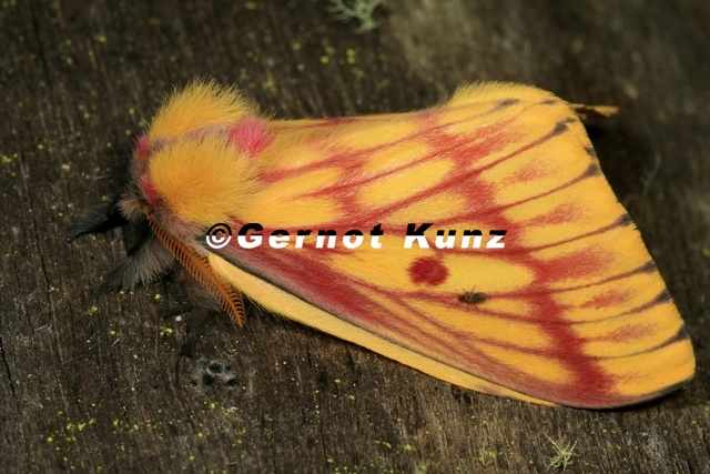 Xanthodirphia_amarilla2.JPG