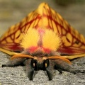 Xanthodirphia amarilla 3