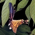 Sematura lunus  Eyetail Moth K1 2