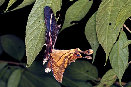 Sematura lunus  Eyetail Moth K1 2