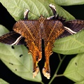 Sematura lunus  Eyetail Moth M1 2