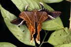 Sematura lunus  Eyetail Moth M1 2