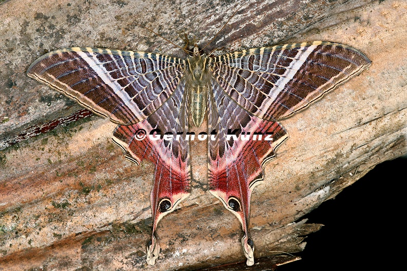Sematura_lunus__Eyetail_Moth_W2_2.jpg