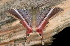Sematura lunus  Eyetail Moth W2 2