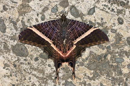 Sematura lunus  Eyetail Moth W3 2
