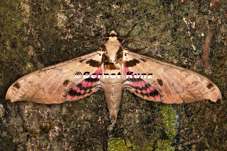 Adhemarius_daphne_interrupta_1.jpg