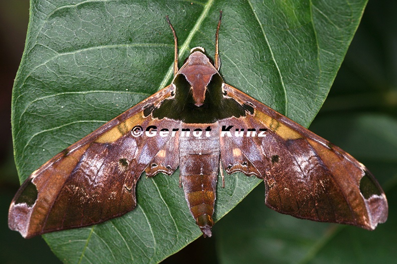 Adhemarius_ypsilon_M11_2_001.jpg