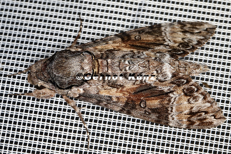 Agrius cingulata cf 6 2 - Agrius_cingulata_cf__6_2.jpg Agrius_cingulata_cf__6_2.jpg