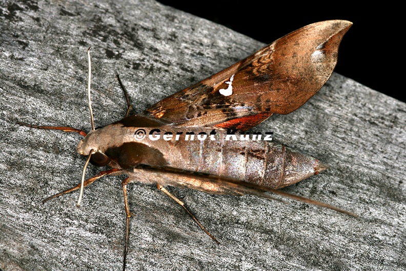 Callionima_falcifera_87_2.jpg